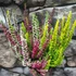Kép 4/8 - Calluna vulgaris High Five