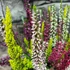 Kép 5/8 - Calluna vulgaris High Five