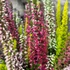 Kép 6/8 - Calluna vulgaris High Five