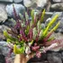 Kép 2/8 - Calluna vulgaris High Five