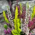 Kép 7/8 - Calluna vulgaris High Five