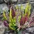 Kép 8/8 - Calluna vulgaris High Five