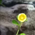 Kép 3/8 - Pavonia praemosa 'Yellow Mellow'
