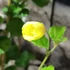 Kép 5/8 - Pavonia praemosa 'Yellow Mellow'