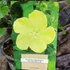 Kép 8/8 - Pavonia praemosa 'Yellow Mellow'