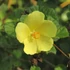 Kép 1/8 - Pavonia praemosa 'Yellow Mellow'