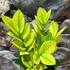 Kép 1/11 - Zamioculcas zamiifolia 'Chameleon'