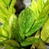 Kép 2/11 - Zamioculcas zamiifolia 'Chameleon'