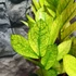Kép 3/11 - Zamioculcas zamiifolia 'Chameleon'