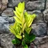 Kép 5/11 - Zamioculcas zamiifolia 'Chameleon'