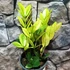 Kép 9/11 - Zamioculcas zamiifolia 'Chameleon'