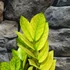 Kép 10/11 - Zamioculcas zamiifolia 'Chameleon'