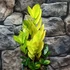 Kép 11/11 - Zamioculcas zamiifolia 'Chameleon'
