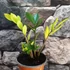 Kép 2/8 - Zamioculcas zamiifolia 'Chameleon'