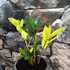 Kép 3/8 - Zamioculcas zamiifolia 'Chameleon'