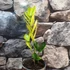 Kép 4/8 - Zamioculcas zamiifolia 'Chameleon'