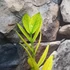 Kép 5/8 - Zamioculcas zamiifolia 'Chameleon'