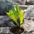 Kép 6/8 - Zamioculcas zamiifolia 'Chameleon'