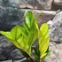 Kép 7/8 - Zamioculcas zamiifolia 'Chameleon'