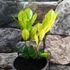 Kép 8/8 - Zamioculcas zamiifolia 'Chameleon'