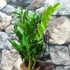 Kép 3/5 - Zamioculcas zamiifolia