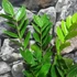 Kép 2/5 - Zamioculcas zamiifolia