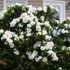 Kép 1/7 - Gardenia jasminoides - gardénia