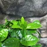 Kép 3/7 - Gardenia jasminoides - gardénia
