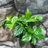 Kép 5/7 - Gardenia jasminoides - gardénia
