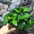 Kép 6/7 - Gardenia jasminoides - gardénia
