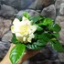 Kép 2/7 - Gardenia jasminoides - gardénia