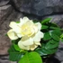 Kép 4/7 - Gardenia jasminoides - gardénia