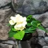 Kép 7/7 - Gardenia jasminoides - gardénia