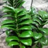 Kép 3/8 - Zamioculcas Zenzi