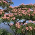 Kép 1/7 - Albizia julibrissim - selyemakác, parfüm illatú