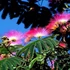 Kép 3/7 - Albizia julibrissim - selyemakác, parfüm illatú