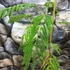 Kép 4/7 - Albizia julibrissim - selyemakác, parfüm illatú