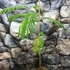 Kép 5/7 - Albizia julibrissim - selyemakác, parfüm illatú