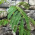 Kép 6/7 - Albizia julibrissim - selyemakác, parfüm illatú