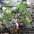 Kép 2/7 - Albizia julibrissim - selyemakác, parfüm illatú