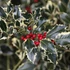 Kép 1/7 - Ilex aquifolium 'Aurea Marginata' – tarkalevelű magyal