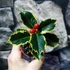 Kép 4/7 - Ilex aquifolium 'Aurea Marginata' – tarkalevelű magyal