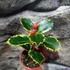Kép 2/7 - Ilex aquifolium 'Aurea Marginata' – tarkalevelű magyal