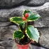 Kép 5/7 - Ilex aquifolium 'Aurea Marginata' – tarkalevelű magyal