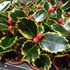 Kép 6/7 - Ilex aquifolium 'Aurea Marginata' – tarkalevelű magyal