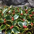 Kép 3/7 - Ilex aquifolium 'Aurea Marginata' – tarkalevelű magyal