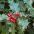 Kép 1/8 - Ilex meserveae 'Blue Angel' - magyal