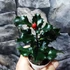 Kép 2/8 - Ilex meserveae 'Blue Angel' - magyal