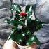 Kép 4/8 - Ilex meserveae 'Blue Angel' - magyal