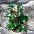 Kép 6/8 - Ilex meserveae 'Blue Angel' - magyal